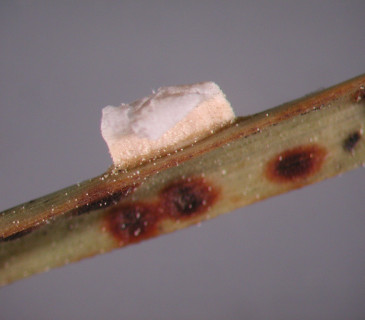 Aecie a stopy po aeciích na jehlici borovice, laboratoř ÚOLM LDF Brno 2003.