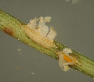 Aecie na jehlici borovice, laboratoř ÚOLM LDF Brno 2003.