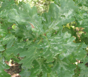 Povlaky mycelia padlí dubového na listech, Brno Lužánky park 2010.