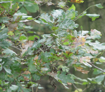 Symptomy padlí dubového, Vranovice 2012.