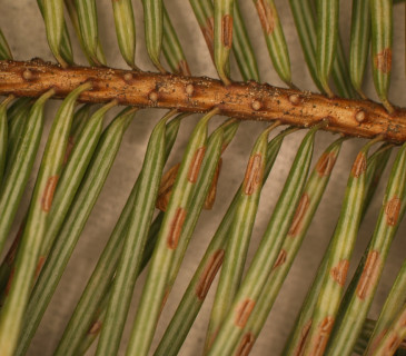 Apothecia na rubu jehlic u douglasky, laboratoř ÚOLM LDF Brno 2006.