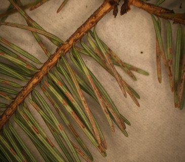 Apothecia na rubu jehlic u douglasky, laboratoř ÚOLM LDF Brno 2006.