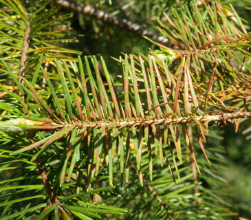 Fialovošedé mramorování jehlic douglasky, Arboretum Řícmanice 2010.
