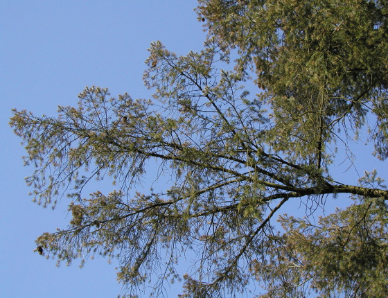 Symptomy propadlého jehličí v koruně douglasky, Hackerova školka, ŠLP ML Křtiny 2004.