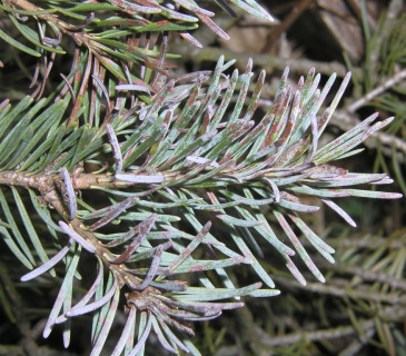 Fialovošedé mramorování jehlic douglasky, Arboretum Řícmanice 2004.