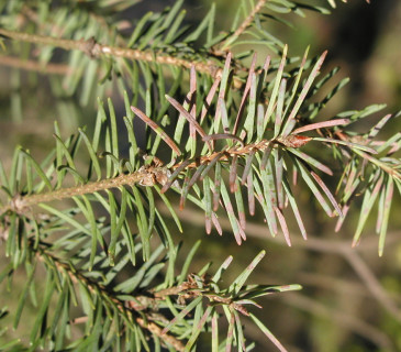 Fialovošedé mramorování jehlic douglasky, Arboretum Řícmanice 2004.