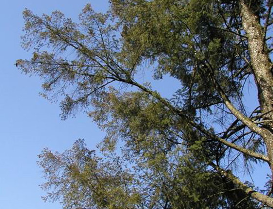 Symptomy propadlého jehličí v koruně douglasky, Hackerova školka, ŠLP ML Křtiny 2004.