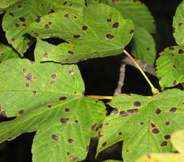 Detail symptomů na listech javoru, Brno 2005.