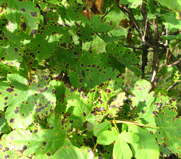 Černá stromata na listech javoru, Šumava 2003.