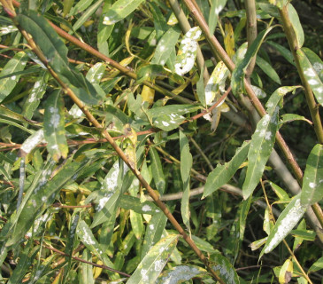 Erysiphe adunca na listech vrby, Křižánky 2006.