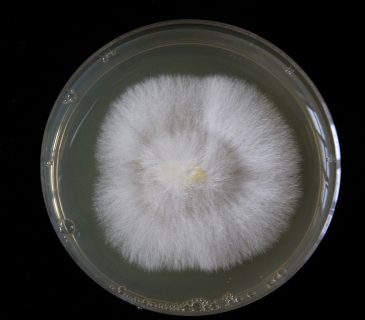 Mycelium dřevomorky na agarovém médiu, laboratoř ÚOLM LDF Brno 2010.