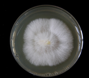 Mycelium dřevomorky na agarovém médiu, laboratoř ÚOLM LDF Brno 2010.