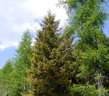 Symptomy na smrku ztepilém, Itálie Bergamské Alpy 2009.