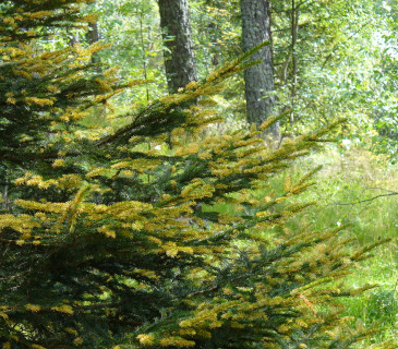 Symptomy na smrku ztepilém, Itálie Bergamské Alpy 2009.