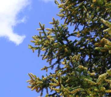 Symptomy na smrku ztepilém, Itálie Bergamské Alpy 2009.