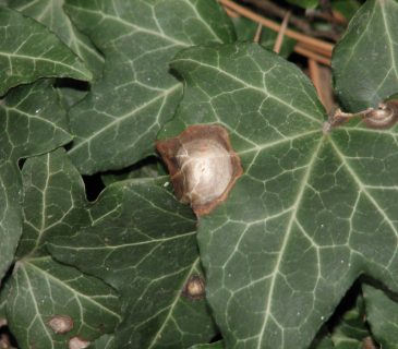 Typické koncentrické skvrny na listech, Brno Mendelu BZA 2012.