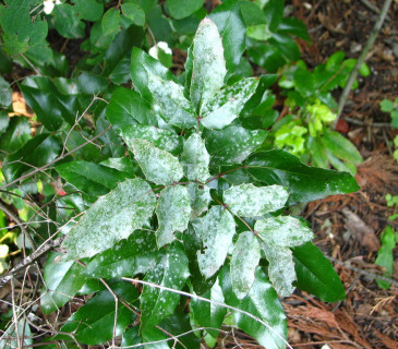 Erysiphe berberidis na listech mahónie, Brno 2005.