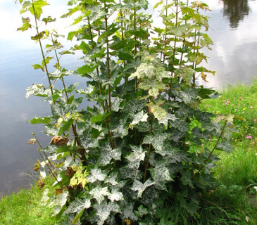 Sawadaea bicornis na javoru, Křižánky 2008.