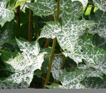 Sawadaea bicornis na listech javoru, Brno 2005.
