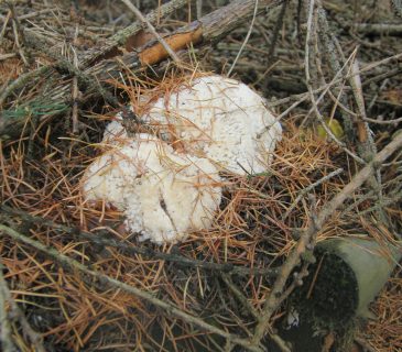 Mladá plodnice pod smrkem, ŠLP ML Křtiny 2009.