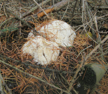 Mladá plodnice pod smrkem, ŠLP ML Křtiny 2009.