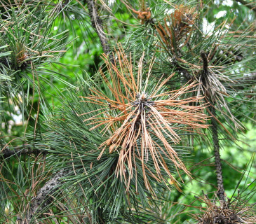Odumírání pupene a nejmladších jehlic u borovice černé, Brno 2005.