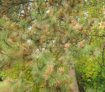 Symptomy prosychání u borovice černé, Brno Lužánky park 2008.