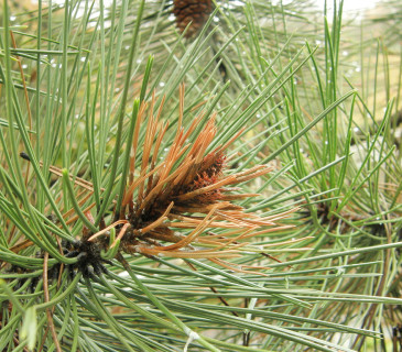 Odumírání pupene a nejmladších jehlic u borovice černé, Brno 2005.