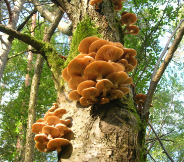 V. severská, Švédsko Uppsala Stadsskogen, 2008.