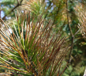 Symptomy u borovice černé, Zubří 2009.