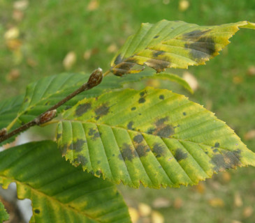 Symptomy na listech habru, Brno Lužánky park 2012.