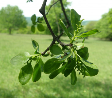 Detail květů, NPR Čertoryje 2020.