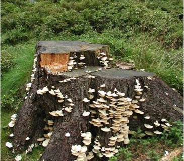 Smrkový pařez porostlý plodnicemi, Jeseníky 2003.