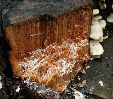 Plodnice a hniloba na smrku, Krkonoše 2003.