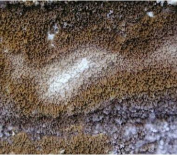 Detail plodnice dřevomorky, Brno 2003.