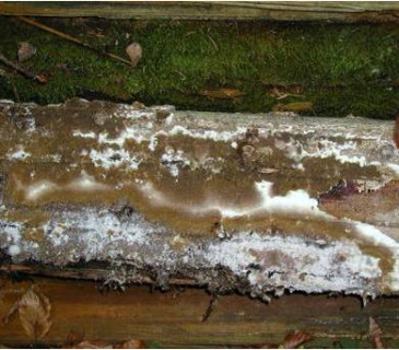 Plodnice dřevomorky, Brno 2009.