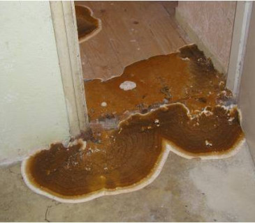 Plodnice dřevomorky, Brno 2003.