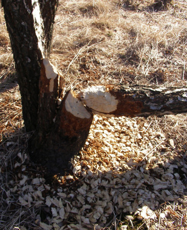 Ohryz břízy, jižní Norsko 2015.