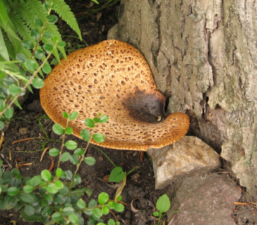 Plodnice na jírovci, MENDELU BZA 2004.