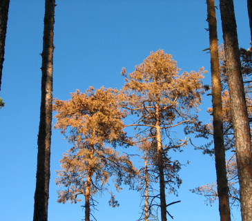 Borovice lesní s cenangiozou, Brno Soběšice 2010.