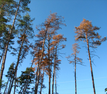 Cenangioza na borovici lesní, ŠLP ML Křtiny 2009.