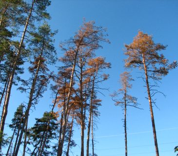 Cenangioza na borovici lesní, ŠLP ML Křtiny 2009.