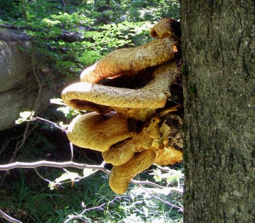 Plodnice, PR Jelení bučina (Jeseníky) 2006.