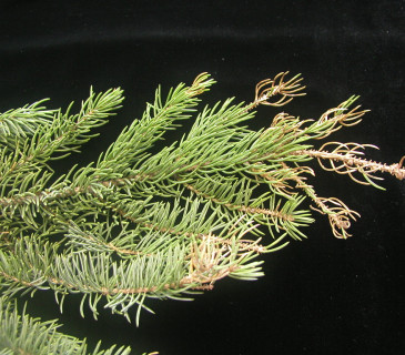 Napadené a opadlé jehlice smrku pichlavého, laboratoř ÚOLM LDF Brno 2005.