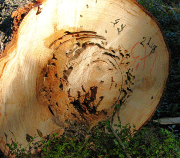 Hniloba poprašky, ŠLP ML Křtiny 2010.