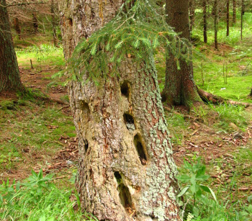 Otvory na kmenu smrku, uvnitř hniloba poprašky, Svratka 2014.