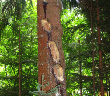 Otvory na kmenu smrku, uvnitř hniloba poprašky, Svratka 2014.