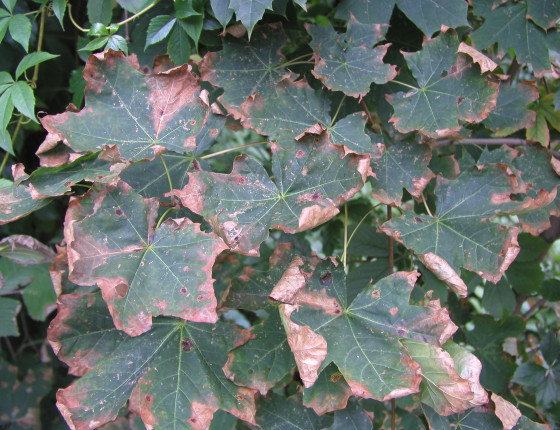 Zasychání okrajů listů javoru, Brno 2012.