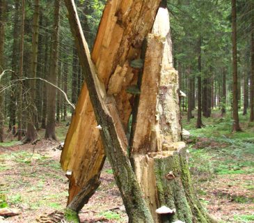 Zlom buku, Křižánky 2006.