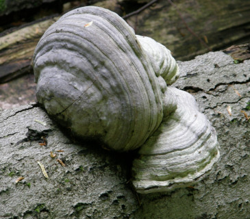 Geotropismus plodnic, Arboretum Křtiny 2007.
